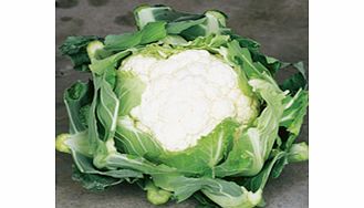 Unbranded Cauliflower Seeds - Clapton F1