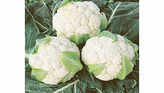 Unbranded Cauliflower Seeds - Continuity Duo Pack