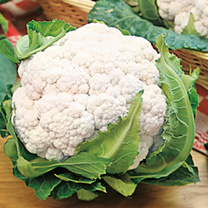 Unbranded Cauliflower Seeds - Snowball