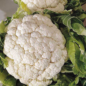 Unbranded Cauliflower Snowball A Seeds