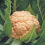 Unbranded Cauliflower Sunset F1 Seeds
