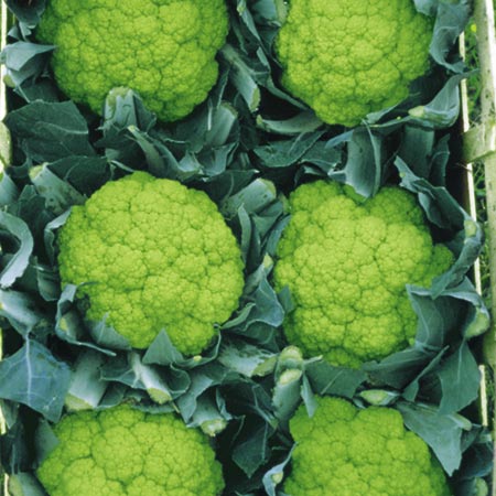 Unbranded Cauliflower Trevi F1 Average Seeds 35