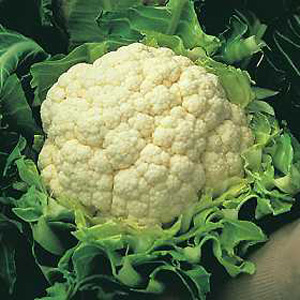 A superb  high quality cauliflower that is totally winter hardy. The deep creamy white curds are com