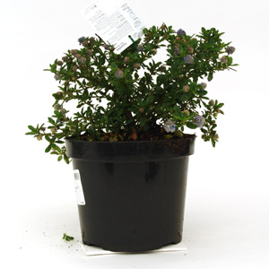Unbranded Ceanothus Blue Mound - Californian Lilac