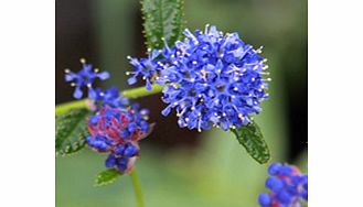 Dense clusters of bright blue flowers. RHS Award of Garden Merit winner. Height 1.5m (5); spread 2m (6). Supplied in a 2-3 litre pot.EvergreenFrost hardyFull sunWildlife plant - insects butterflies.Medium shrubBUY ANY 3 AND SAVE 20.00! (Please note: 