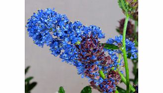 Deepest blue california lilac - a most striking plant. RHS Award of Garden Merit winner. Supplied in a 2-3 litre pot.EvergreenFrost hardyFull sunWildlife plant - insects butterfliesBUY ANY 3 AND SAVE 20.00! (Please note: Offer applies only for plants