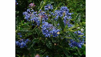 Plant with bright blue flowers and an upright growing habit. RHS Award of Garden Merit winner. Supplied in a 2-3 litre pot.EvergreenFrost hardyFull sunWildlife plant - insects butterfliesBUY ANY 3 AND SAVE 20.00! (Please note: Offer applies only for 
