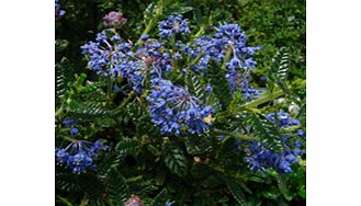 Plant with bright blue flowers and an upright growing habit. RHS Award of Garden Merit winner. Supplied in a 2-3 litre pot.EvergreenFrost hardyFull sunWildlife plant - insects butterfliesBUY ANY 3 AND SAVE 20.00! (Please note: Offer applies only for 