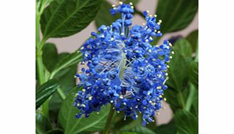 Deep blue flowers over a long period from spring to summer. Wildlife plant - insects butterflies. RHS Award of Garden Merit winner. Height 2m (6); spread 1.5m (5). Supplied in a 2-3 litre pot.EvergreenFrost hardyFull sunMedium shrubBUY ANY 3 AND SAVE