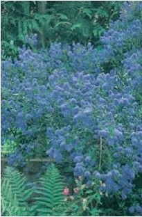 Unbranded Ceanothus x 1 litre pot