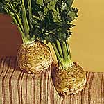 Unbranded Celeriac Brilliant Plug Plants 481741.htm