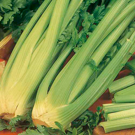 Unbranded Celery Giant Pascal Seeds Average Seeds 1750