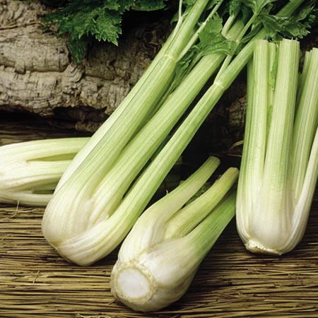 Unbranded Celery Golden Spartan Plants x 16 (June) Pack of