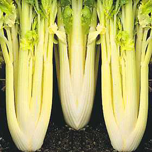 Unbranded Celery Lathom Self Blanching Seeds