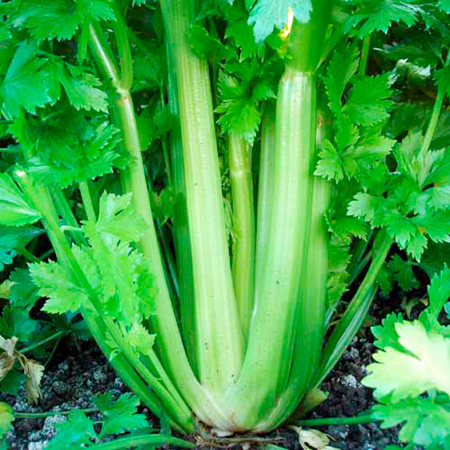 Unbranded Celery Lino Seeds Average Seeds 300