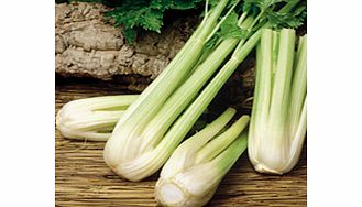 Unbranded Celery Plants - Golden Spartan