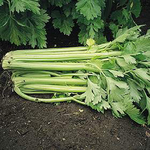 Unbranded Celery Tango F1 Seeds