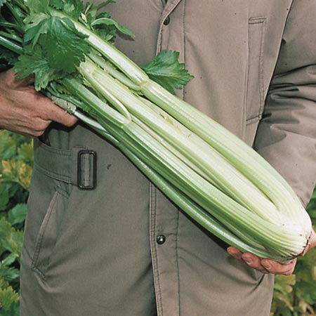 Unbranded Celery Victoria Plants Pack of 16 Plug Plants