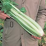 Unbranded Celery Victoria Plug Plants