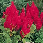 Unbranded Celosia Fresh Look Seeds - Red 410591.htm