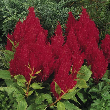 Unbranded Celosia Fresh Look Seeds - Red Average Seeds 100