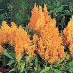 Unbranded Celosia Fresh Look Seeds - Yellow
