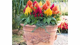 Unbranded Celosia Plants - Fashion Look Mix