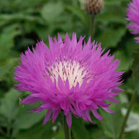 Unbranded Centaurea John Coutts Pack of 2 Bare Roots