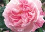 Centifolia Hybrid Rose