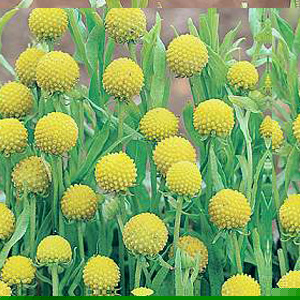 Unbranded Cephalaphora Aromatica Seeds