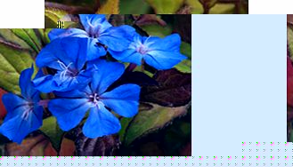 Unbranded Ceratostigma Plant - Willmottianum