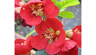 Unbranded Chaenomeles Plant - Crimson and Gold