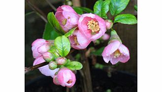 Unbranded Chaenomeles Plant - Pink Lady