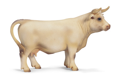 Unbranded Charolais Cow