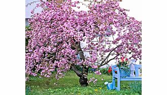 Unbranded Cheals Weeping Cherry Tree