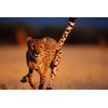 Unbranded Cheetahs - The Deadly Race