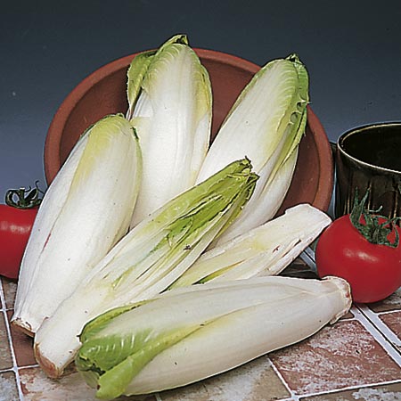 Unbranded Chicory Witloof Zoom F1 Seeds Average Seeds 480