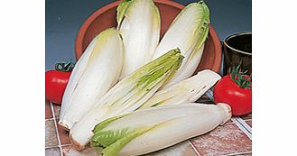 Unbranded Chicory Witloof Zoom F1 Seeds
