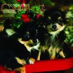 Chihuahuas - Longhaired Calendar