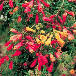 Unbranded Chilean Glory Flower Seeds