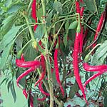 Unbranded Chilli Joes Long F1 Plants 400321.htm