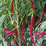 Unbranded Chilli Joes Long F1 Plants