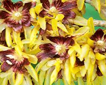 Unbranded Chimonanthus Plant - Praecox