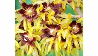 Unbranded Chimonanthus Praecox