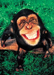 This Keyring measures 35 by 50mm. One of a range of Keyrings available at Oneposter.com