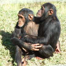 Unbranded Chimpanzee Eden and Botanical Garden - Adult