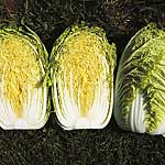Unbranded Chinese Cabbage Richi F1 Seeds 433072.htm