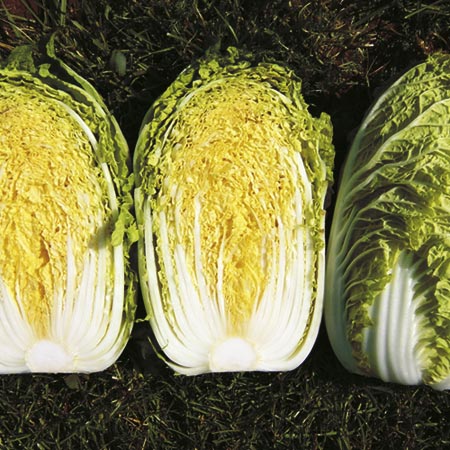 Unbranded Chinese Cabbage Richi F1 Seeds (Chinese Leaves)
