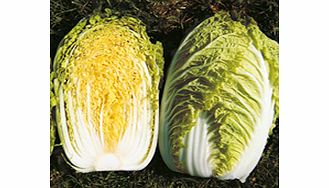 Unbranded Chinese Cabbage Richi F1 Seeds