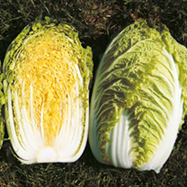 Unbranded Chinese Cabbage Seeds - Richi F1